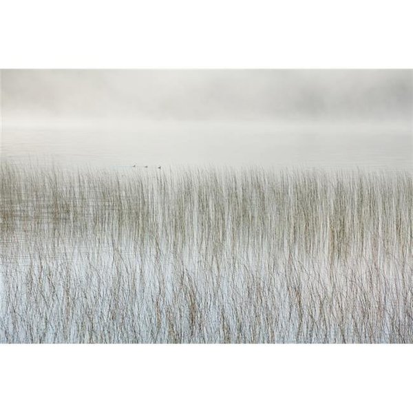 Thinkandplay Mist On A Lake with Reeds - Ontario Canada Poster Print; 38 x 24 - Large TH473714